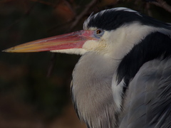 Ardea cinerea