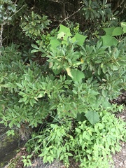 Machilus chekiangensis