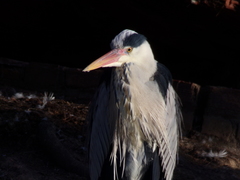 Ardea cinerea