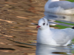 Chroicocephalus ridibundus