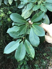 Machilus chekiangensis