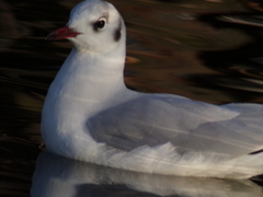 Chroicocephalus ridibundus