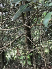 Machilus chekiangensis