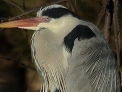 Ardea cinerea