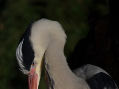 Ardea cinerea