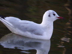 Chroicocephalus ridibundus