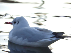 Chroicocephalus ridibundus