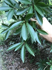 Machilus chekiangensis