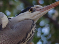 Ardea cinerea