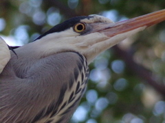 Ardea cinerea