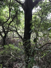 Machilus chekiangensis