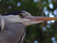 Ardea cinerea