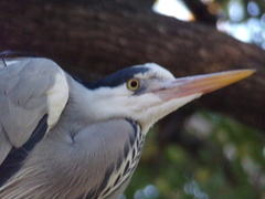 Ardea cinerea