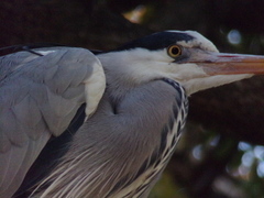 Ardea cinerea