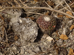 Mammillaria gaumeri