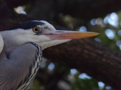 Ardea cinerea