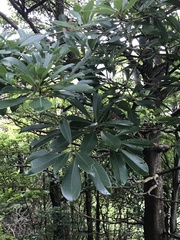 Machilus chekiangensis