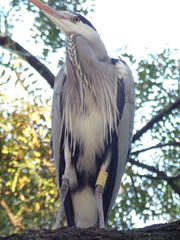 Ardea cinerea