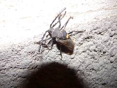 Calocomus desmarestii