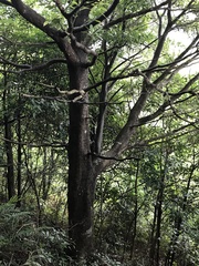 Machilus chekiangensis