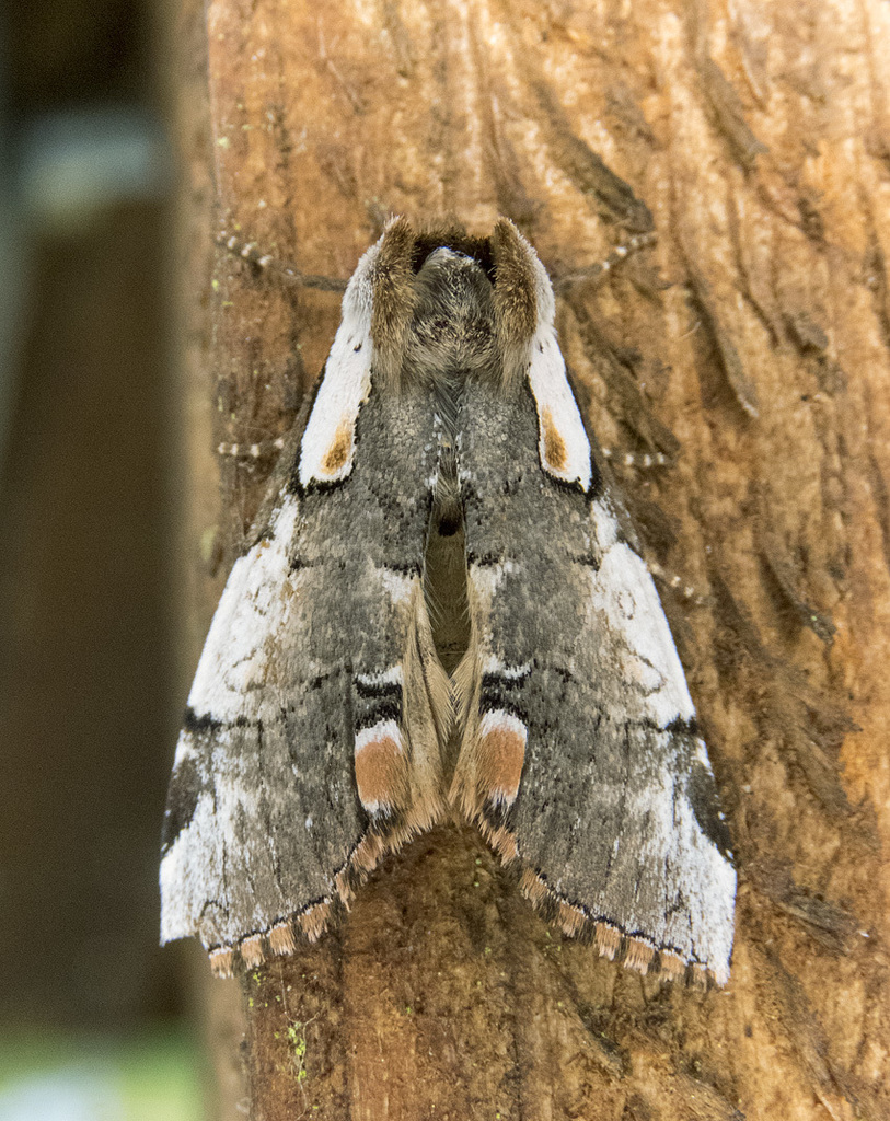 Euthyatira lorata