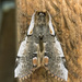 Euthyatira lorata - Photo (c) Jim Johnson, μερικά δικαιώματα διατηρούνται (CC BY-NC-ND), uploaded by Jim Johnson