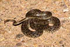 Thamnophis marcianus praeocularis