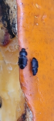 Caplothorax lugubris