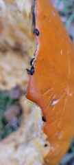 Caplothorax lugubris