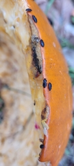 Caplothorax lugubris