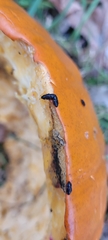 Caplothorax lugubris