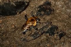 Melipona scutellaris