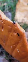 Caplothorax lugubris