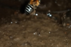 Melipona scutellaris