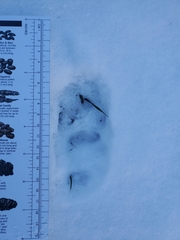 Vulpes vulpes fulvus