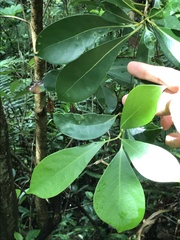 Machilus chekiangensis