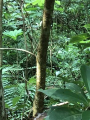 Machilus chekiangensis