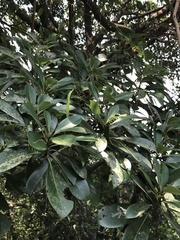 Machilus chekiangensis