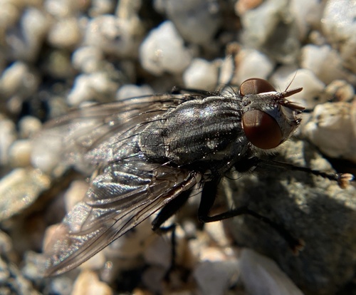 iNaturalist observation photo of Common Flesh Flies