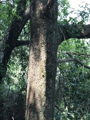 Machilus chekiangensis
