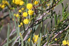 Acacia pachyphylla