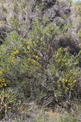 Acacia pachyphylla