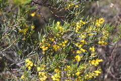 Acacia pachyphylla