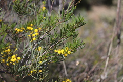 Acacia pachyphylla