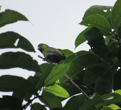 Forpus modestus sclateri