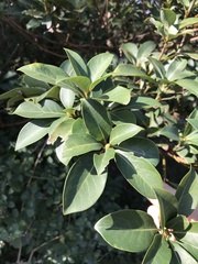 Machilus chekiangensis