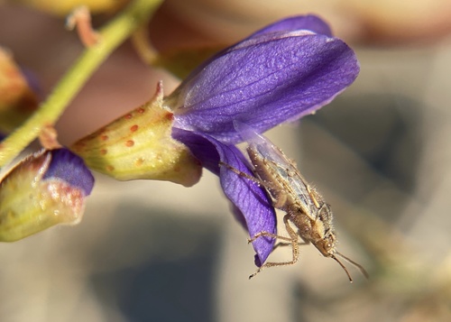 iNaturalist observation photo of Liorhyssus