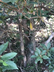 Machilus chekiangensis