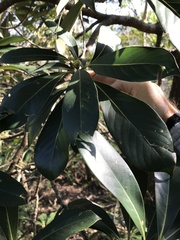 Machilus chekiangensis