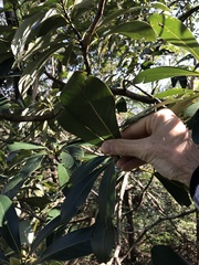 Machilus chekiangensis